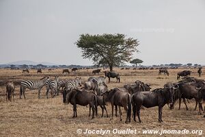 Parc national du Serengeti - Tanzanie