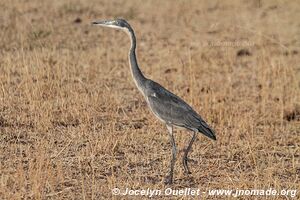 Serengeti National Park - Tanzania