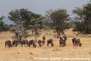 Parc national du Serengeti - Tanzanie