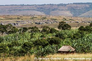 Lac Victoria - Tanzanie