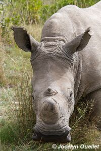 Gondwana Game Reserve - South Africa