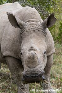 Gondwana Game Reserve - South Africa