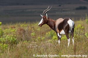 Parc national de Bontebok - Afrique du Sud