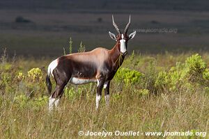 Parc national de Bontebok - Afrique du Sud