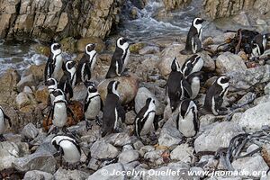 Stony Point - Afrique du Sud