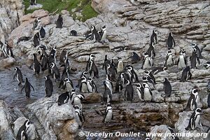 Stony Point - South Africa