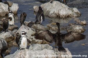 Stony Point - Afrique du Sud