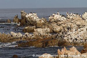 Stony Point - Afrique du Sud