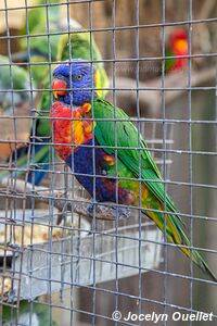 World of Birds - Côte atlantique - Le Cap - Afrique du Sud