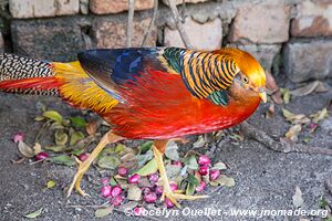 World of Birds - Côte atlantique - Le Cap - Afrique du Sud