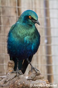 World of Birds - Côte atlantique - Le Cap - Afrique du Sud