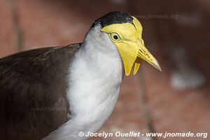 World of Birds - Côte atlantique - Le Cap - Afrique du Sud