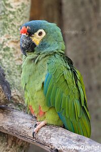 World of Birds - Atlantic Coast - Cape Town - South Africa