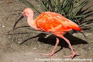 World of Birds - Côte atlantique - Le Cap - Afrique du Sud