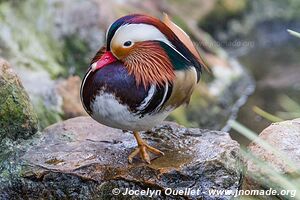 World of Birds - Côte atlantique - Le Cap - Afrique du Sud