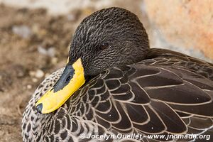 World of Birds - Côte atlantique - Le Cap - Afrique du Sud