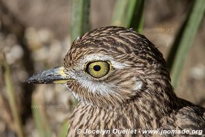 World of Birds - Côte atlantique - Le Cap - Afrique du Sud