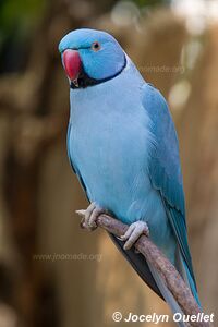 World of Birds - Côte atlantique - Le Cap - Afrique du Sud