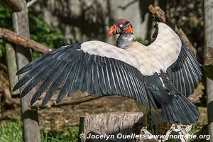 World of Birds - Côte atlantique - Le Cap - Afrique du Sud