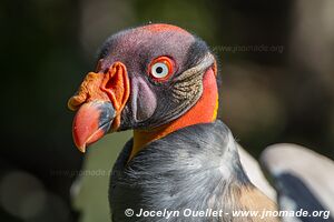 World of Birds - Côte atlantique - Le Cap - Afrique du Sud