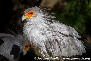 World of Birds - Côte atlantique - Le Cap - Afrique du Sud