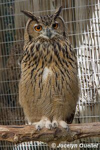 World of Birds - Côte atlantique - Le Cap - Afrique du Sud