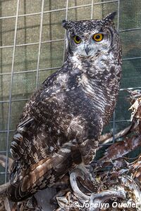 World of Birds - Côte atlantique - Le Cap - Afrique du Sud