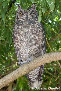 World of Birds - Côte atlantique - Le Cap - Afrique du Sud