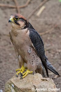 World of Birds - Côte atlantique - Le Cap - Afrique du Sud