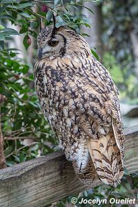 World of Birds - Côte atlantique - Le Cap - Afrique du Sud