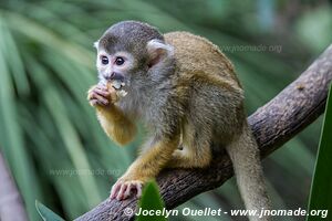 World of Birds - Côte atlantique - Le Cap - Afrique du Sud