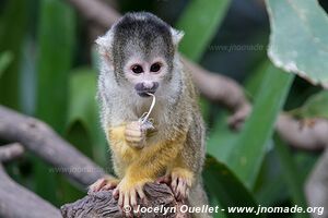 World of Birds - Côte atlantique - Le Cap - Afrique du Sud