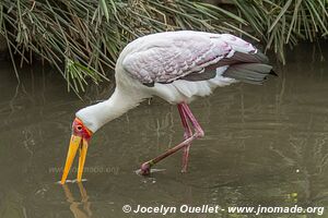 World of Birds - Atlantic Coast - Cape Town - South Africa