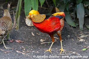 World of Birds - Côte atlantique - Le Cap - Afrique du Sud