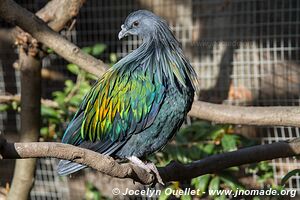 World of Birds - Côte atlantique - Le Cap - Afrique du Sud