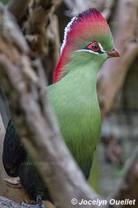 World of Birds - Côte atlantique - Le Cap - Afrique du Sud