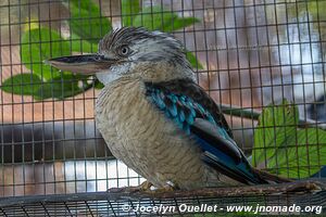 World of Birds - Côte atlantique - Le Cap - Afrique du Sud