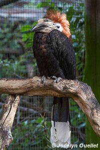 World of Birds - Côte atlantique - Le Cap - Afrique du Sud