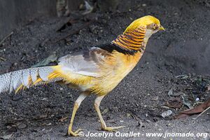 World of Birds - Côte atlantique - Le Cap - Afrique du Sud