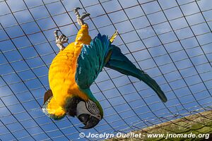 World of Birds - Côte atlantique - Le Cap - Afrique du Sud