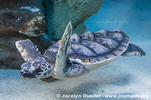 Aquarium Two Oceans - City Bowl - Le Cap - Afrique du Sud