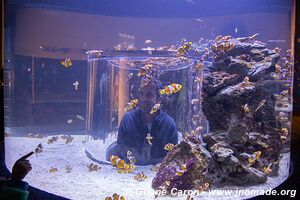 Aquarium Two Oceans - City Bowl - Le Cap - Afrique du Sud