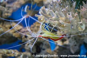 Aquarium Two Oceans - City Bowl - Le Cap - Afrique du Sud