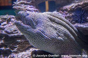 Aquarium Two Oceans - City Bowl - Le Cap - Afrique du Sud