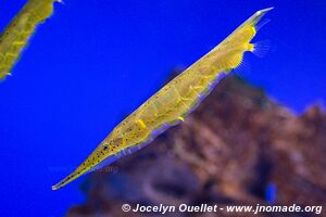 Two Oceans Aquarium - City Bowl - Cape Town - South Africa