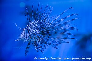 Two Oceans Aquarium - City Bowl - Cape Town - South Africa