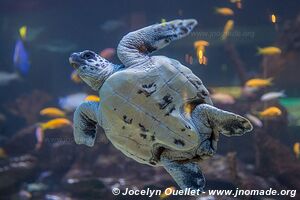 Aquarium Two Oceans - City Bowl - Le Cap - Afrique du Sud