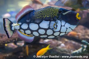 Two Oceans Aquarium - City Bowl - Cape Town - South Africa