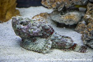 Aquarium Two Oceans - City Bowl - Le Cap - Afrique du Sud