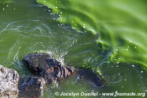 Bay of Ghoubbet - Djibouti